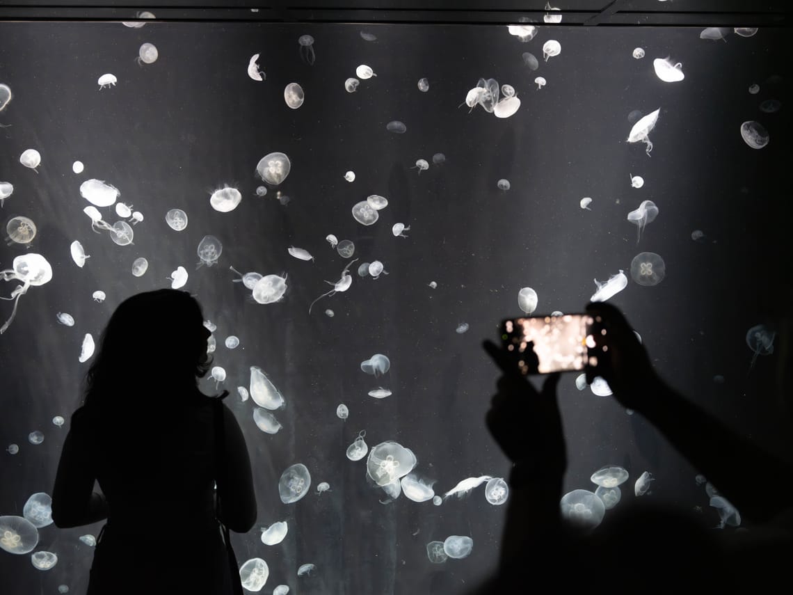 Jelly Fish at Osaka Aquarium