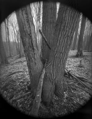 Tree absorbing branch